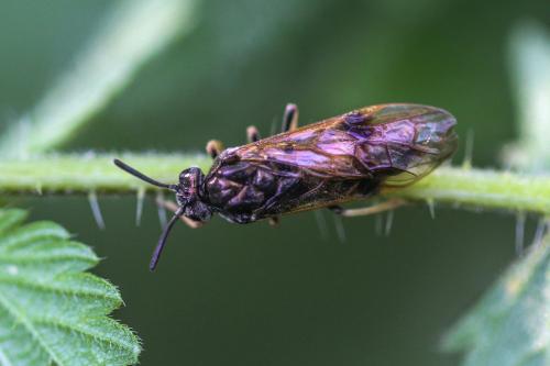 Réf. 268 921 : Arge ustulata